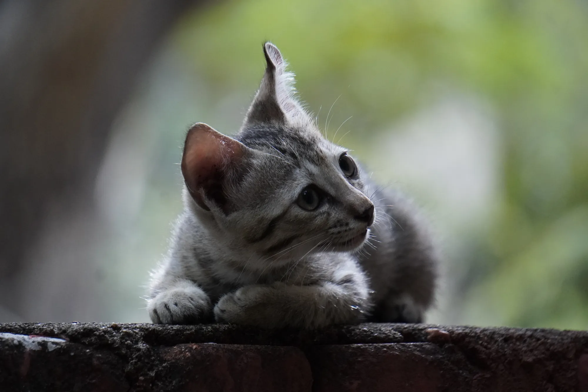 The lookout